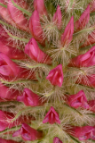 Trifolium rubens RCP6-06 197.jpg